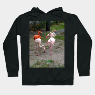 Pink and red flamingos Hoodie